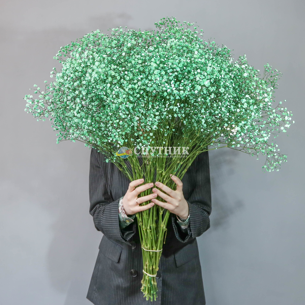 Гипсофила зеленая | Gypsophila Dark Green