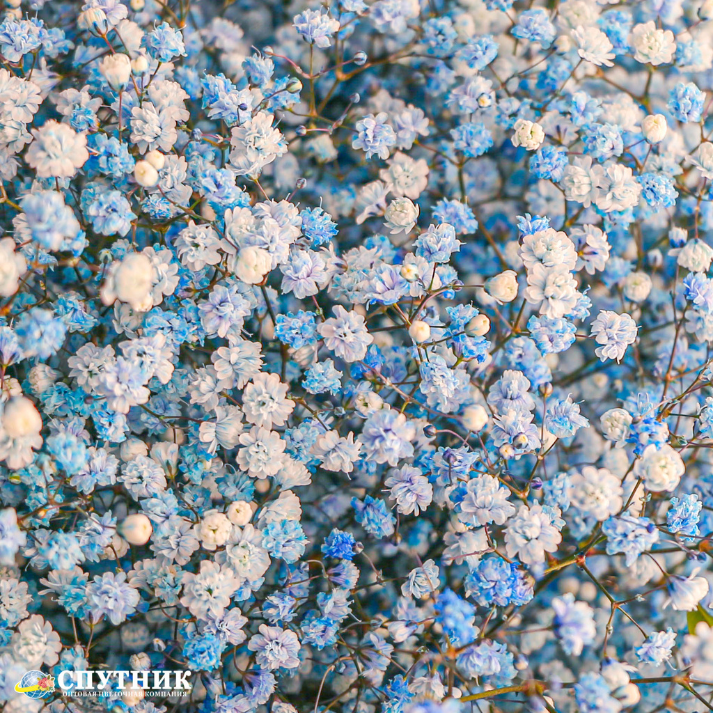 Гипсофила голубая | Gypsophila Xlence Light Blue