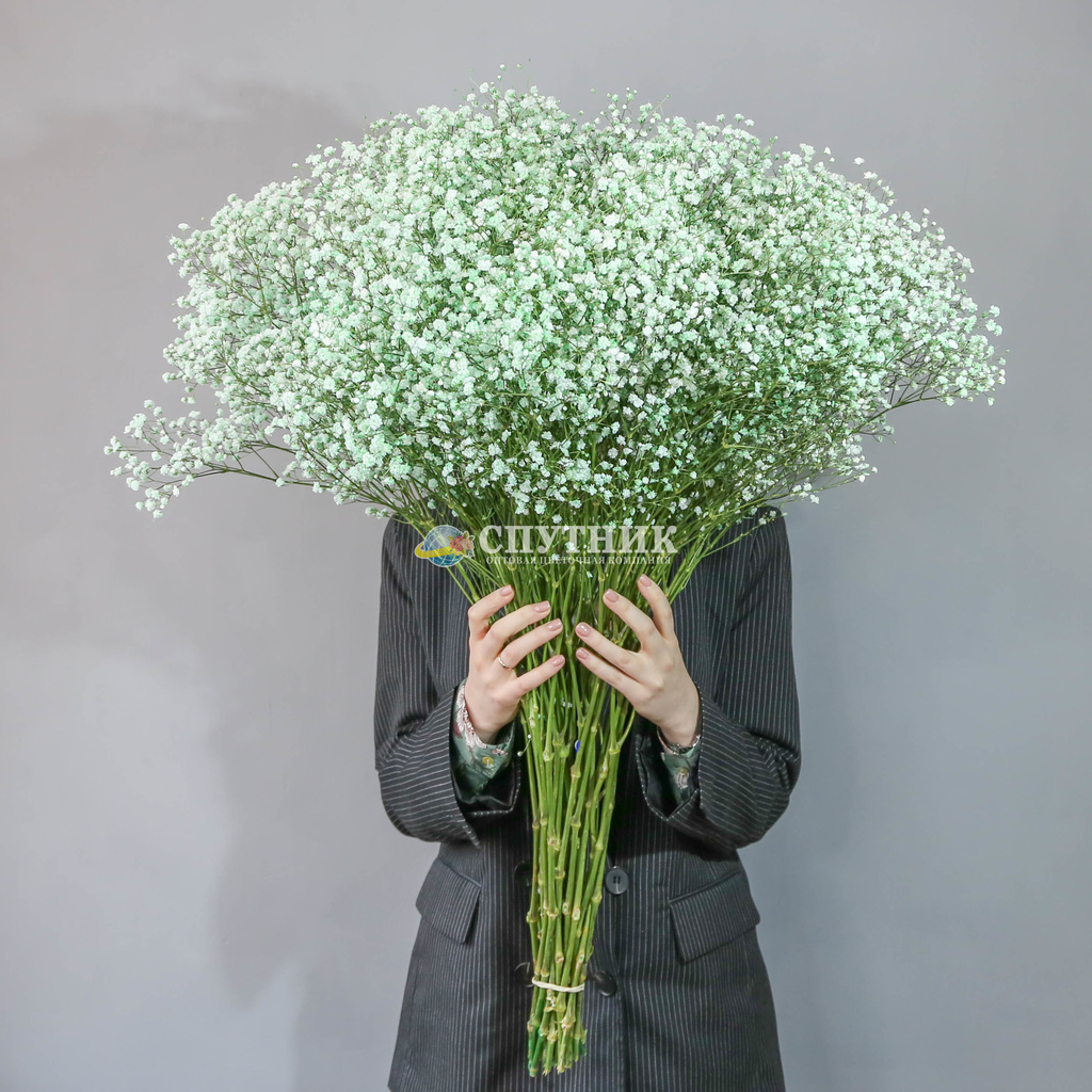 Гипсофила зеленая светлая | Gypsophila Light Green