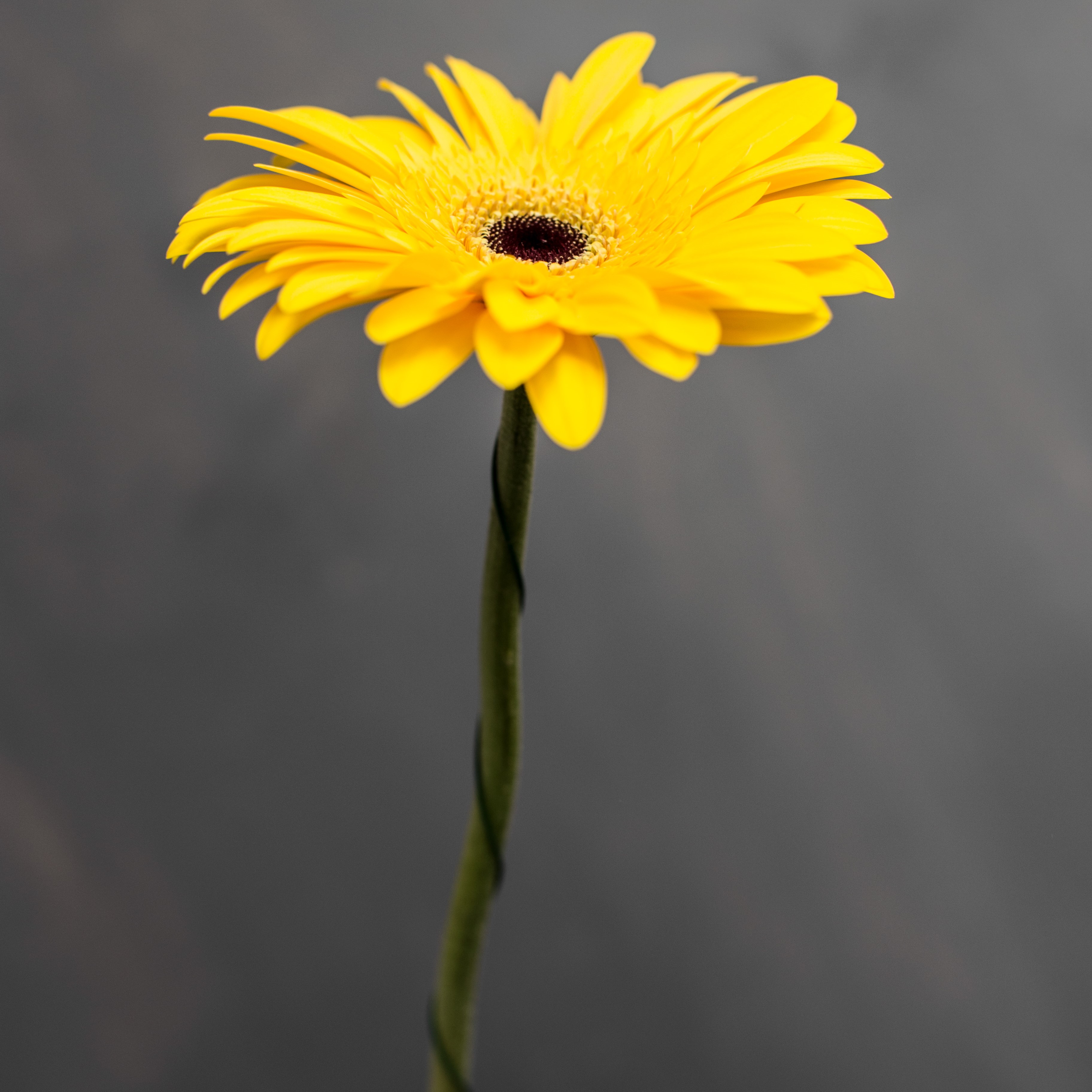 Гербера Олимпик | Olimpic Gerbera - "Спутник"