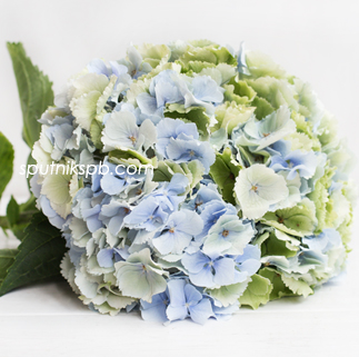 Гортензия Верена Классик | Hydrangea Verena Classic