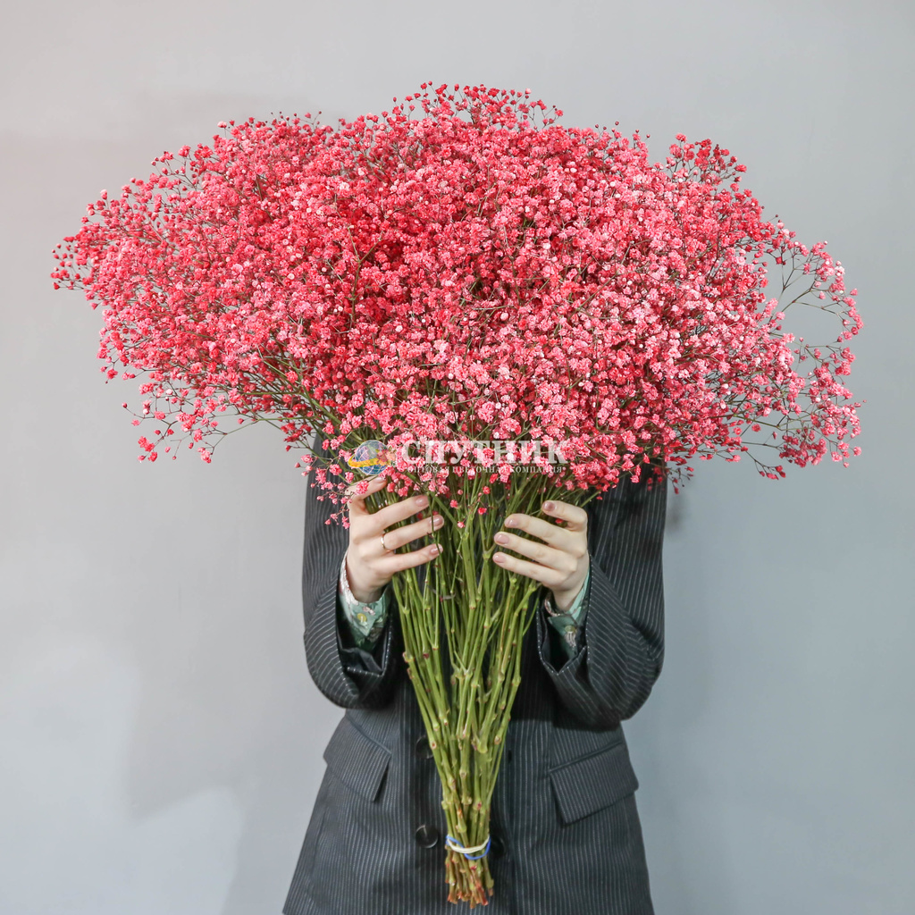 Гипсофила красная | Gypsophila Red