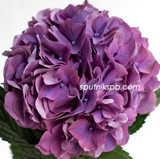 Гортензия Родео Перпл | Hydrangea Rodeo Purple