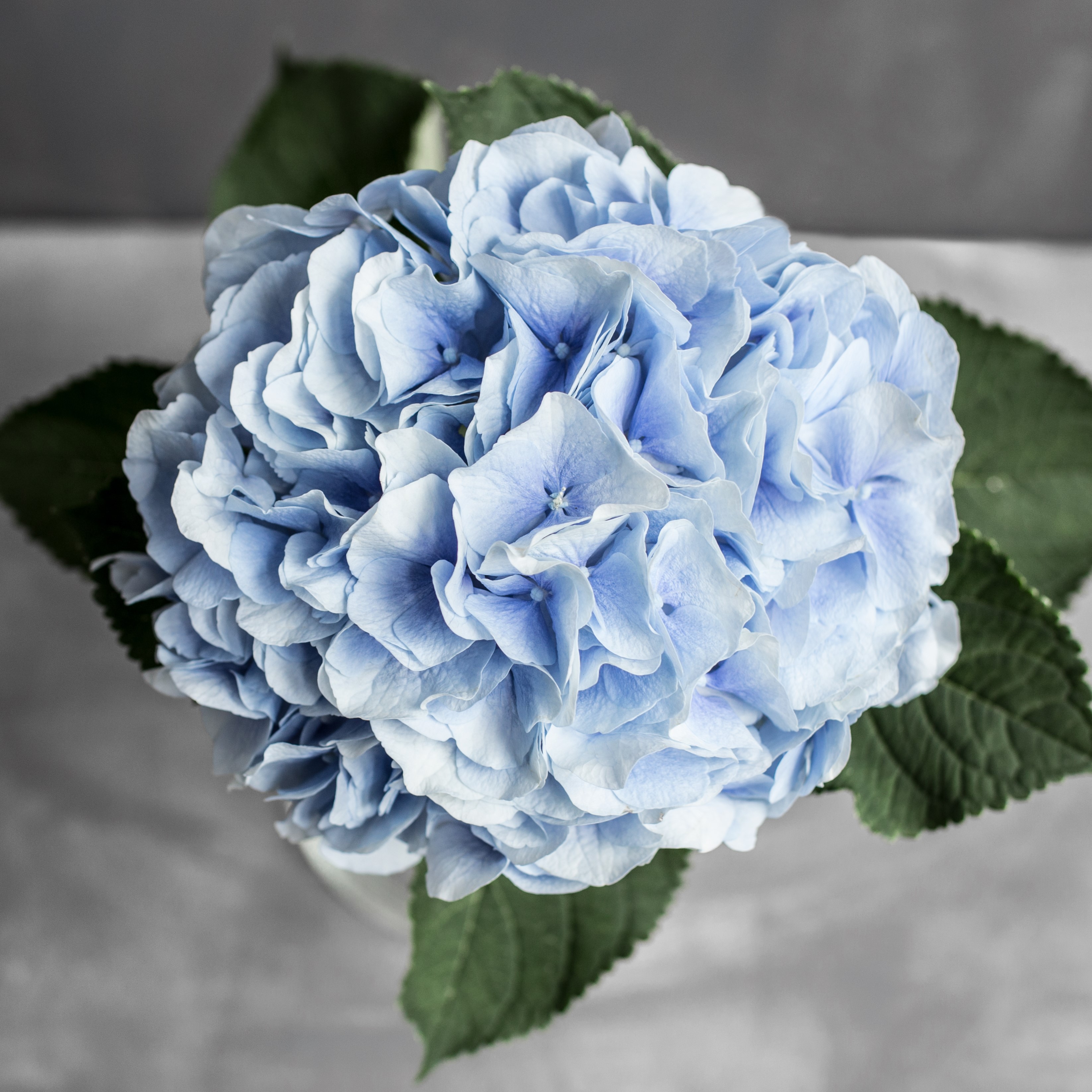 Гортензия Верена Блю | Hydrangea Verena Blue - "Спутник"