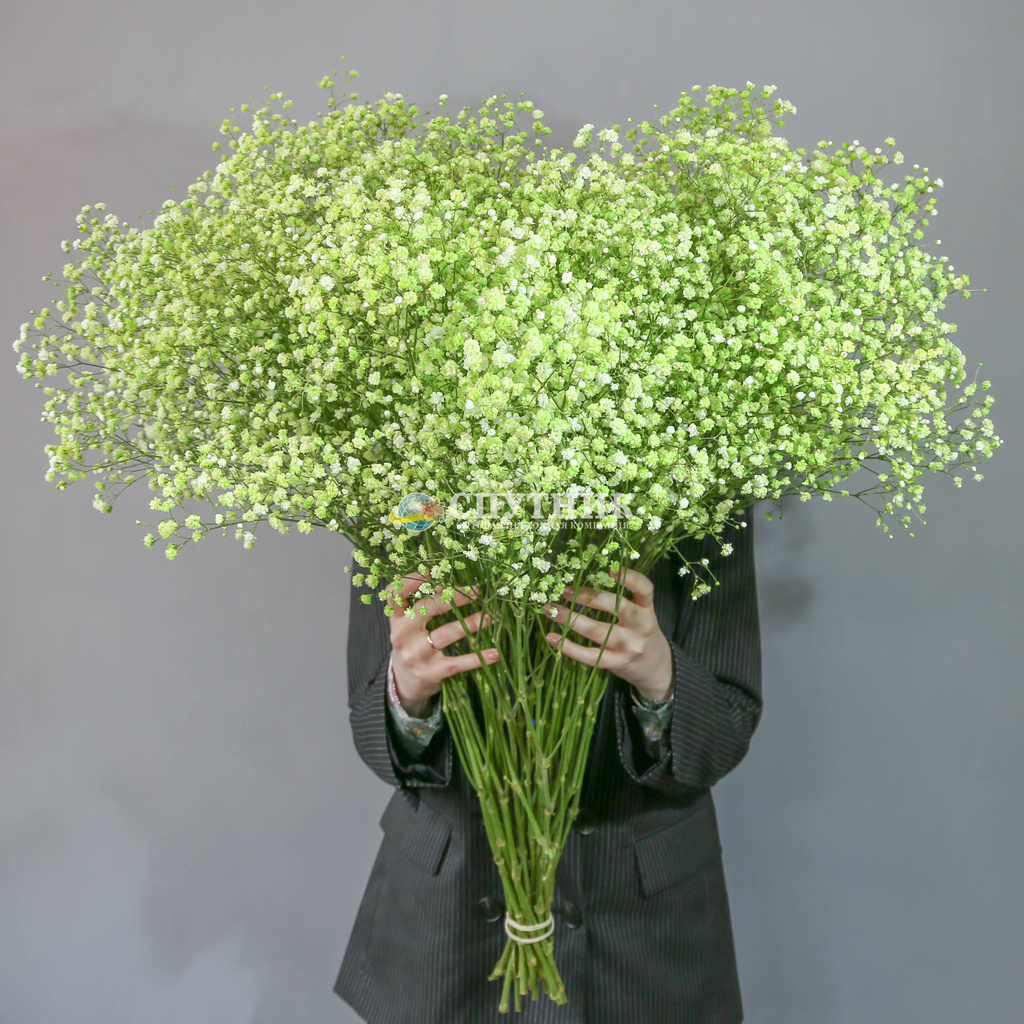 Гипсофила Зеленое яблоко | Gypsophila Apple Green