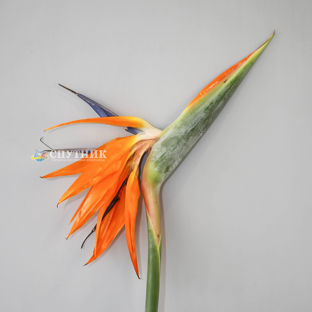 Стрелиция | Strelitzia