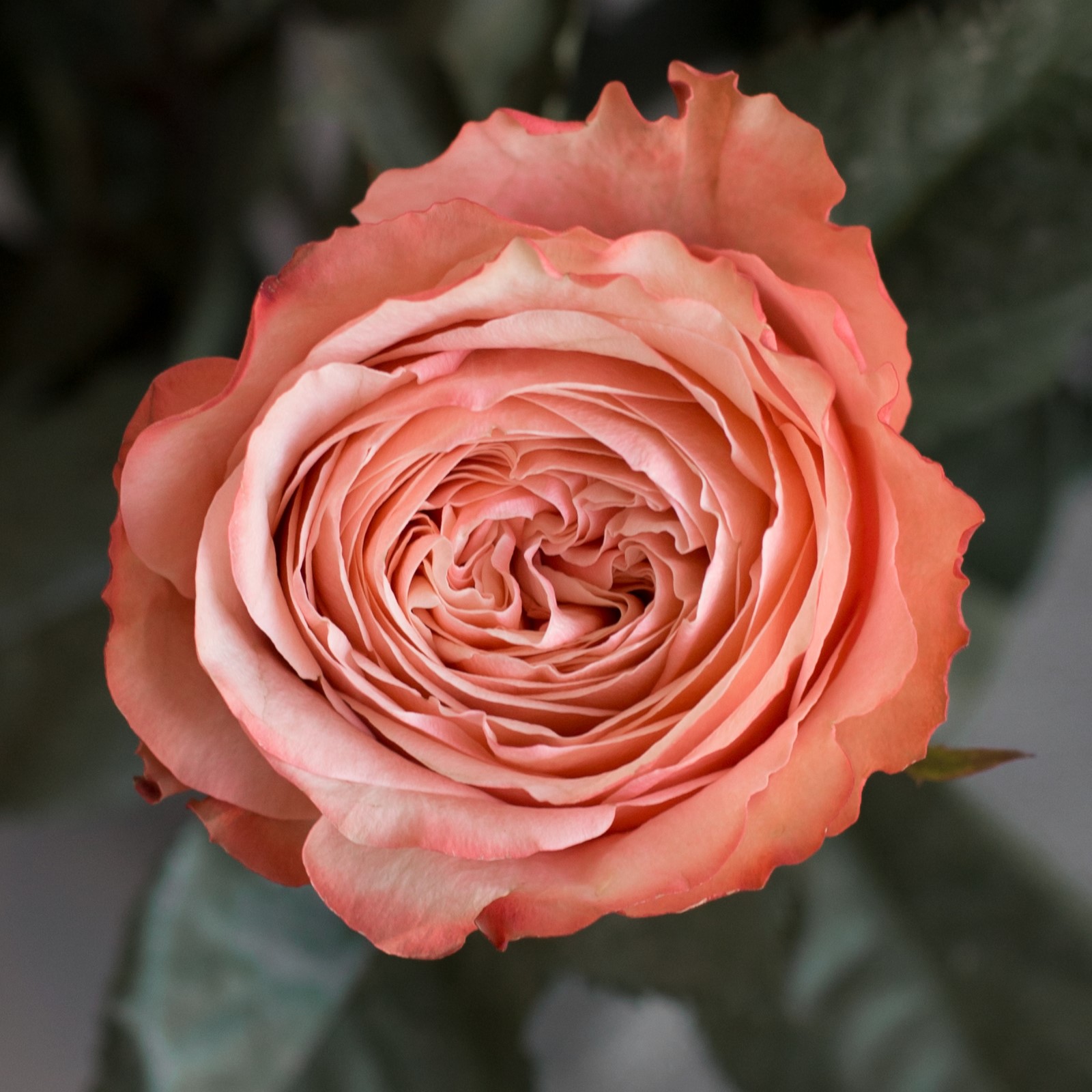 Роза Кахала | Kahala Rose - "Спутник"