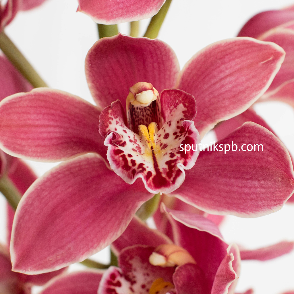 Орхидея Цимбидиум | Cymbidium Crimson Orchid