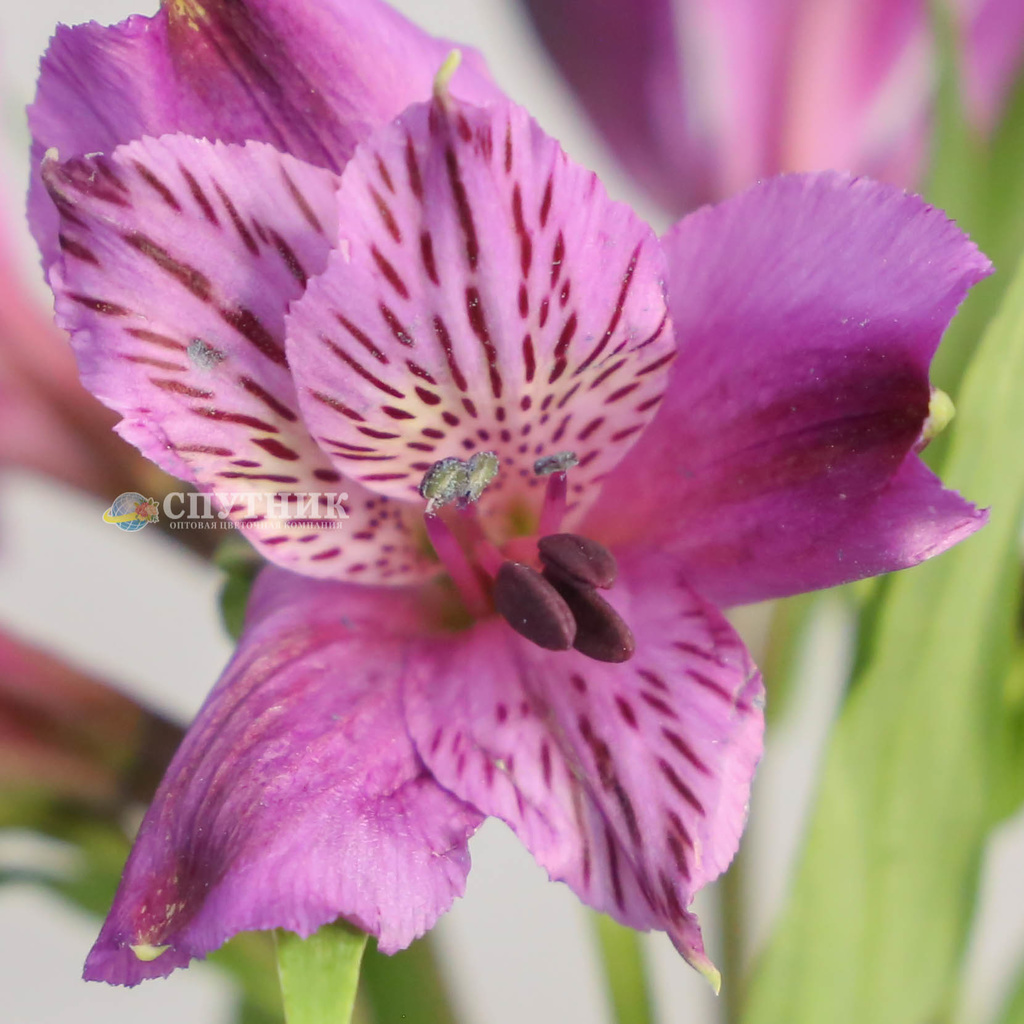 Альстромерия сиреневая Аматиста | Alstroemeria Amatista