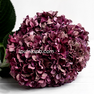 Гортензия Руби Ред Классик | Hydrangea Ruby Red Classic