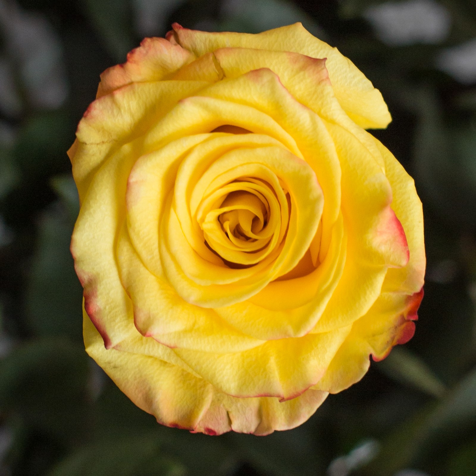 Роза Хай энд Еллоу Флэйм | High &amp; Yellow Flame Rose - "Спутник"