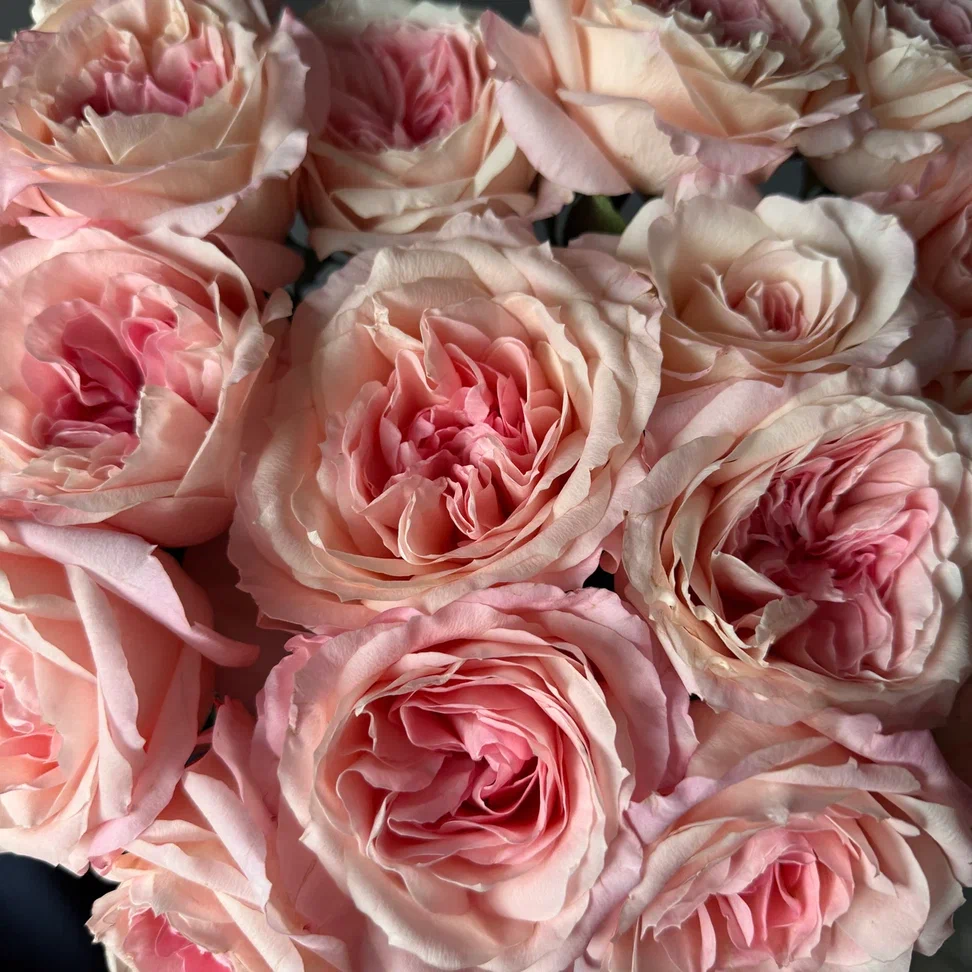 Роза пионовидная Майра Брайдл Пинк | Mayra's Bridal Pink Rose - "Спутник"