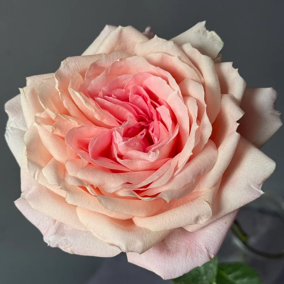 Роза пионовидная Майра Брайдл Пинк | Mayra's Bridal Pink Rose - "Спутник"