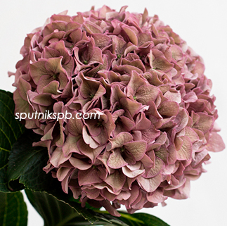 Гортензия Родео Классик | Hydrangea Rodeo Classic