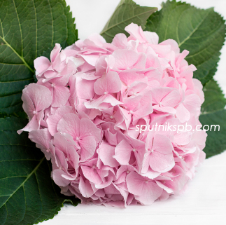 Гортензия Верена Пинк | Hydrangea Verena Pink