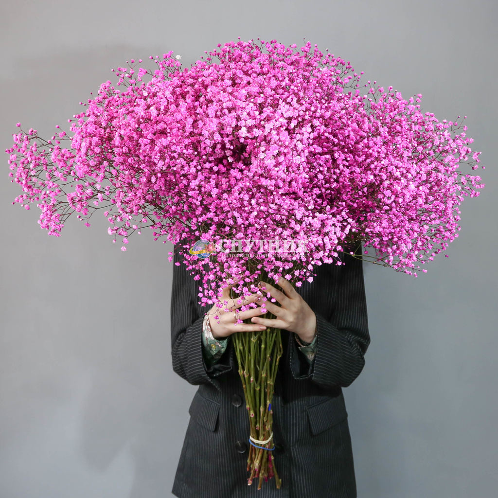 Гипсофила розовая | Gypsophila Dark Pink