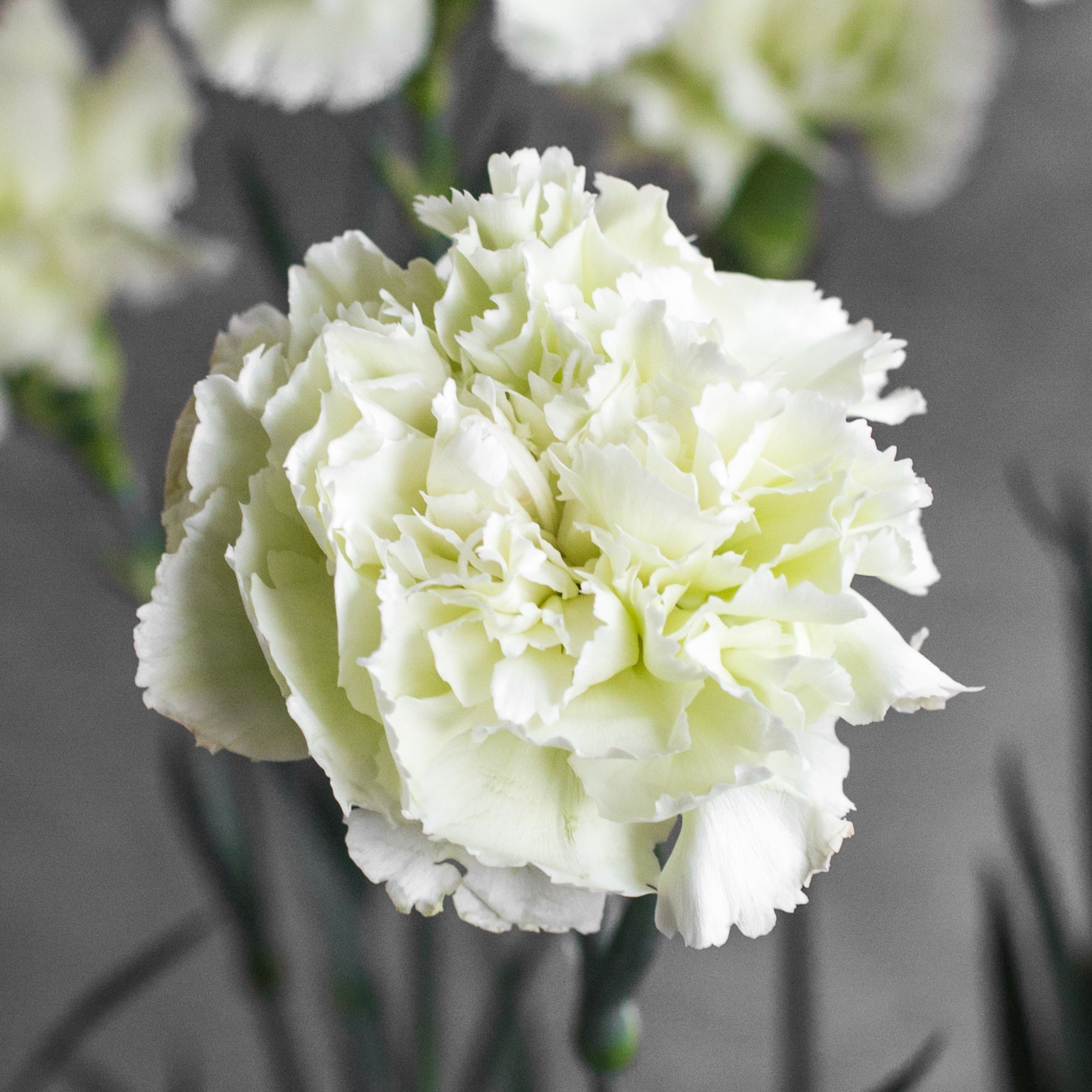 Гвоздика одноголовая Прадо Минт | Prado Mint Carnation - "Спутник"