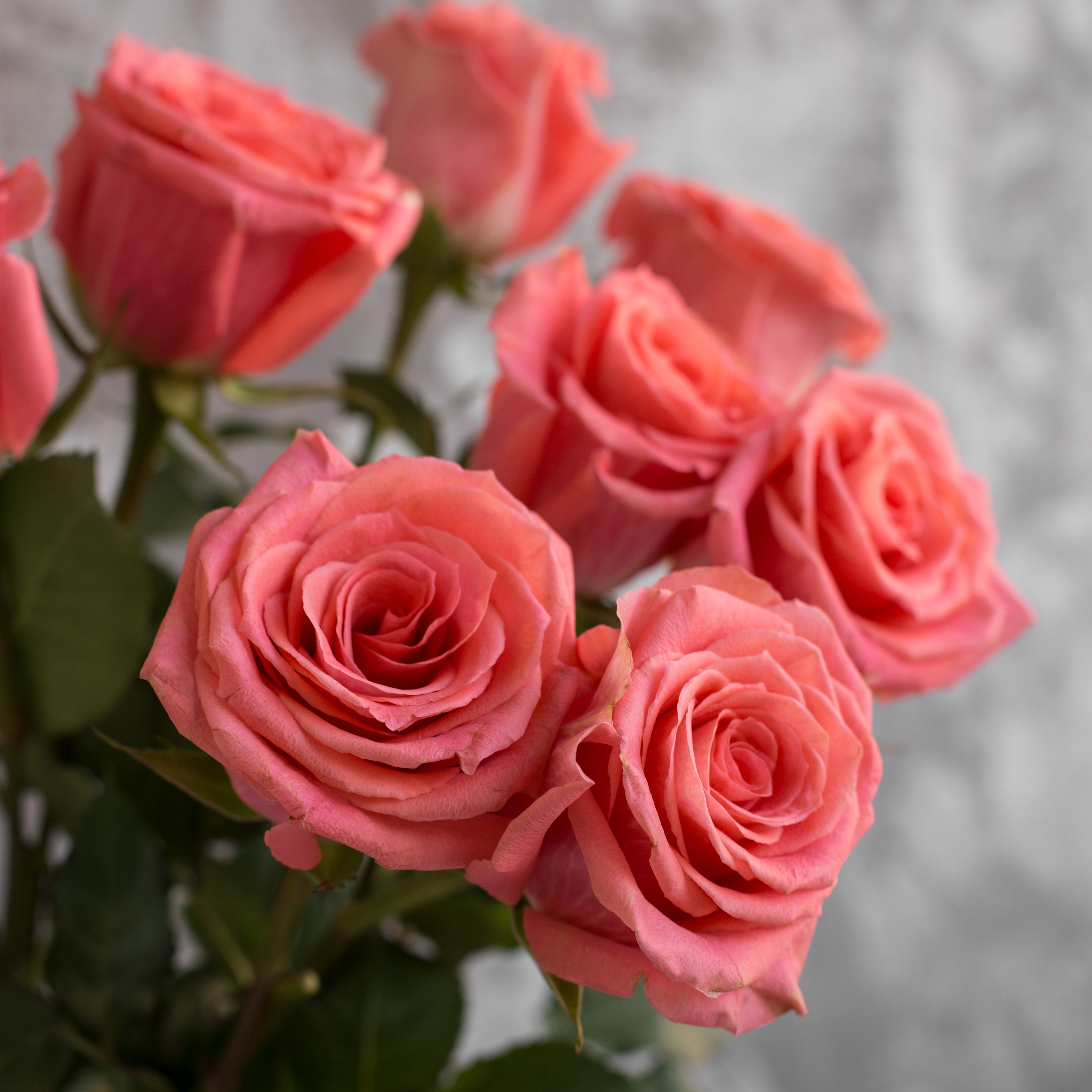 Роза Амстердам | Amsterdam Rose - "Спутник"