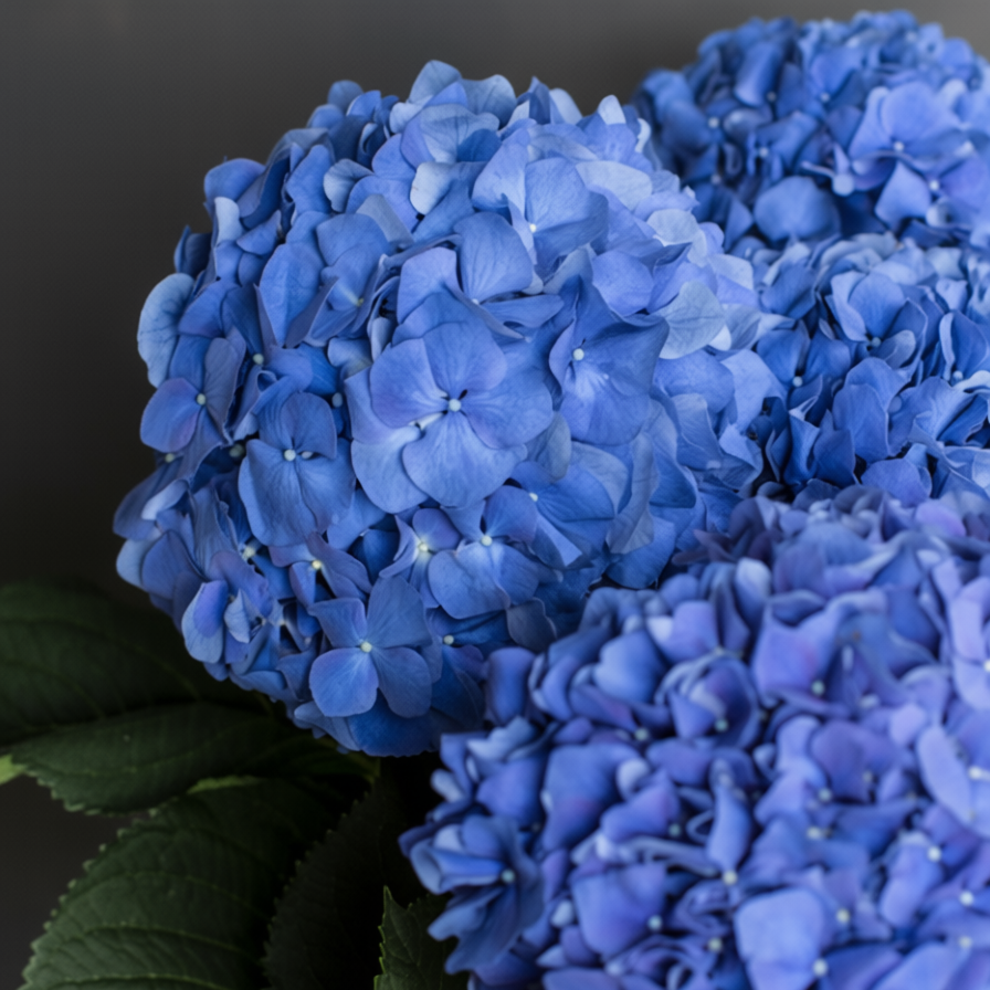 Гортензия Пимпернел Блю | Hydrangea Pimpernel Blue - "Спутник"