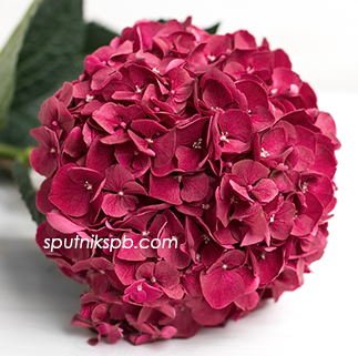 Гортензия Руби Ред | Hydrangea Ruby Red