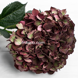 Гортензия Биколор | Hydrangea Bicolor