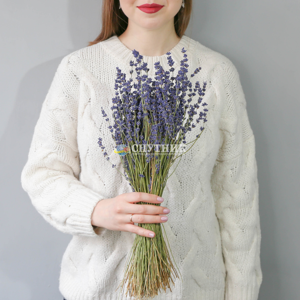 Лаванда сухоцвет Голландия | Dried Lavandula