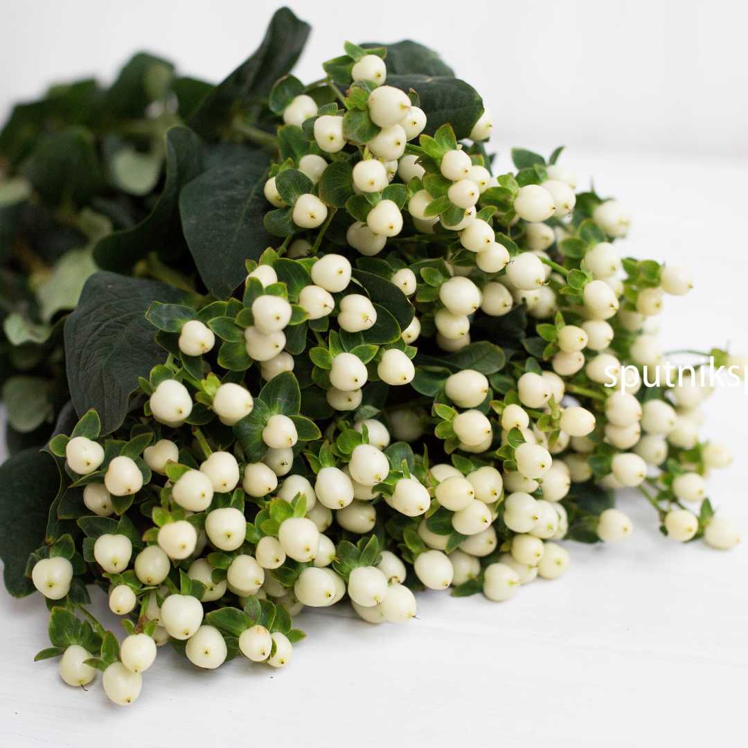Гиперикум белый | Hypericum White - "Спутник"
