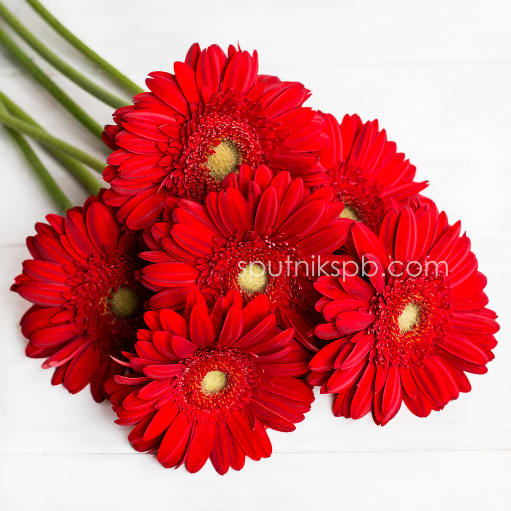 Гербера Карамболь | Carambole Gerbera