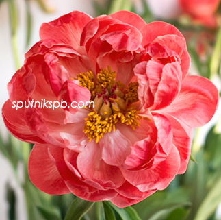 Пион Корал Сансет | Coral Sunset Peonia