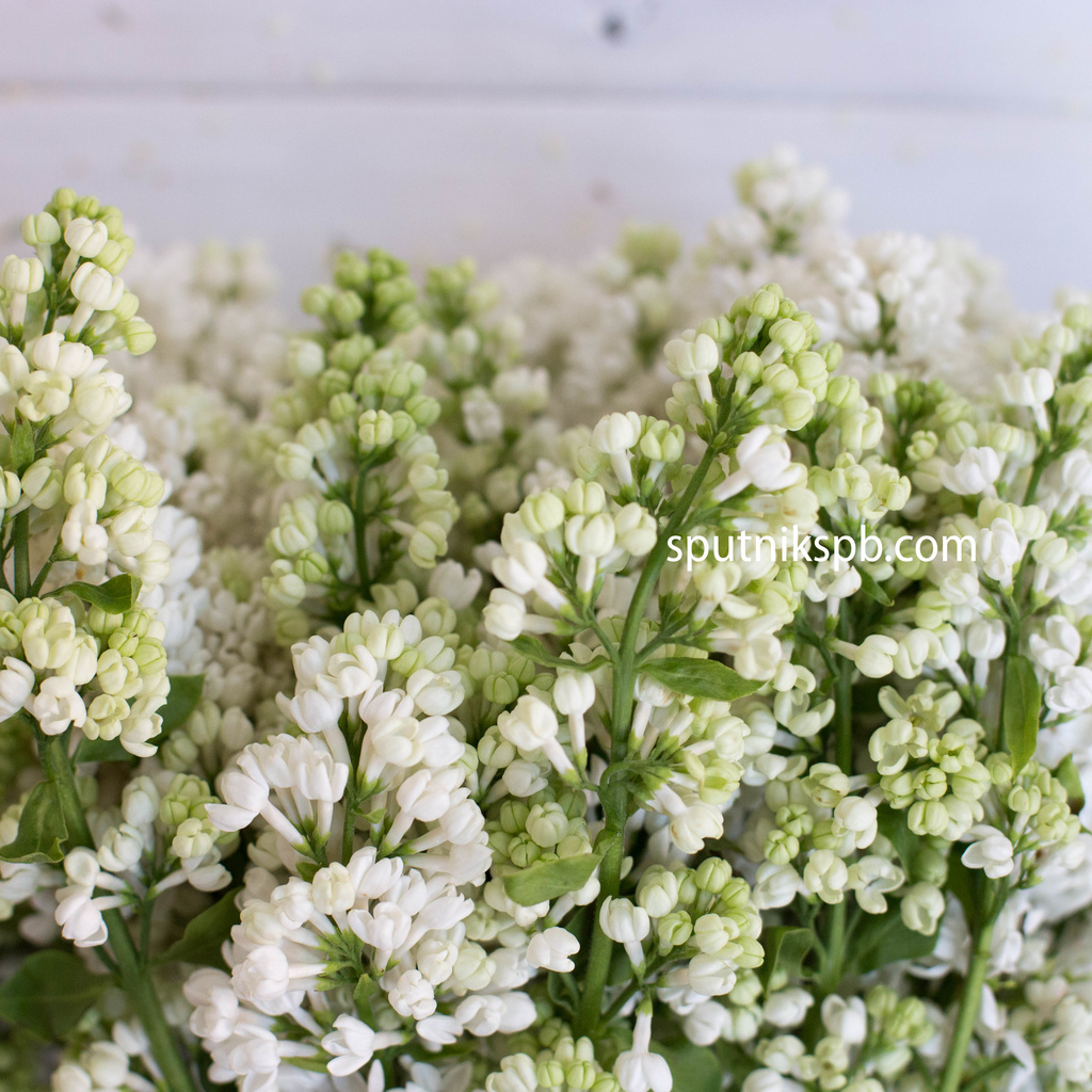 Сирень белая | Syringa White