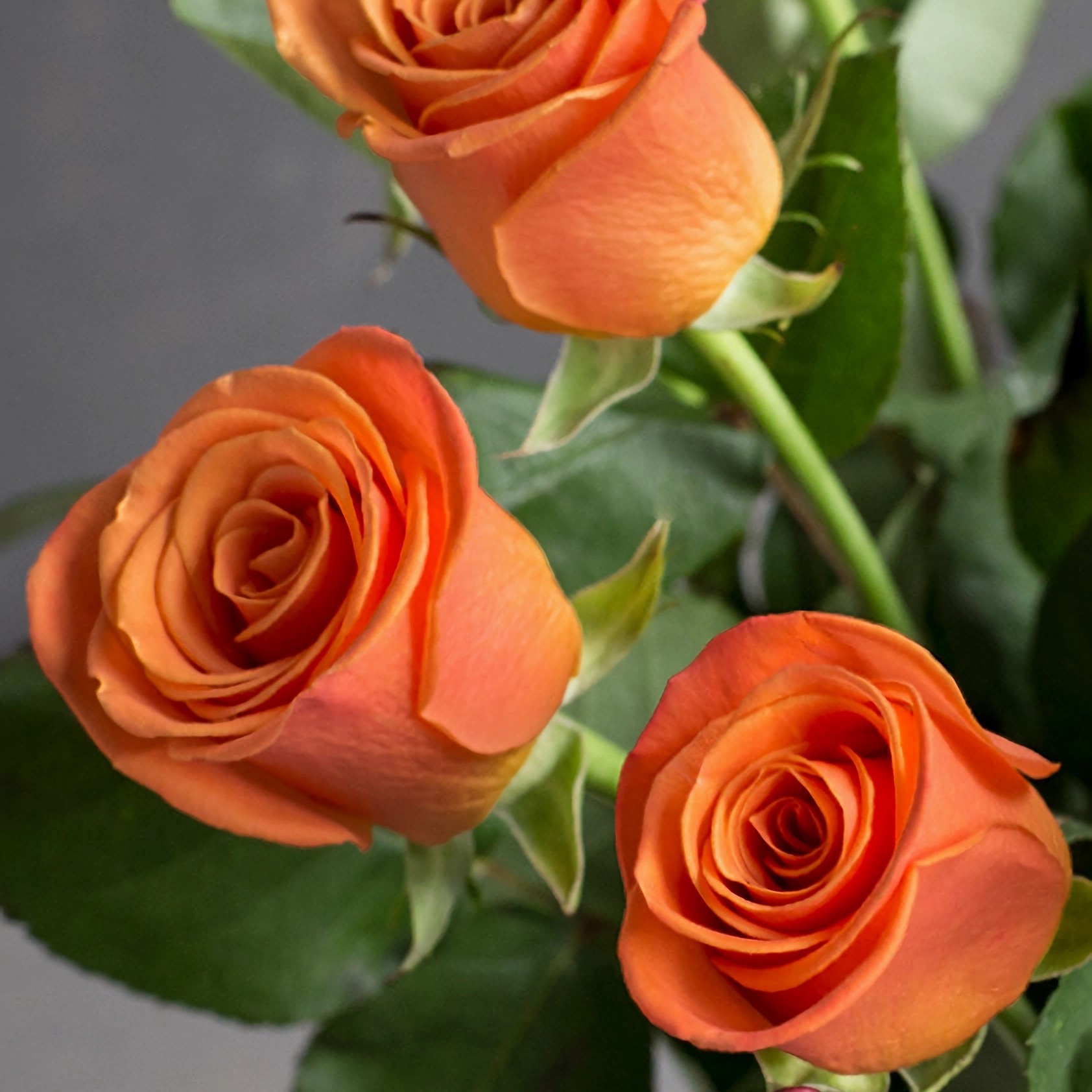 Роза Оранж Краш | Orange Crush Rose - "Спутник"