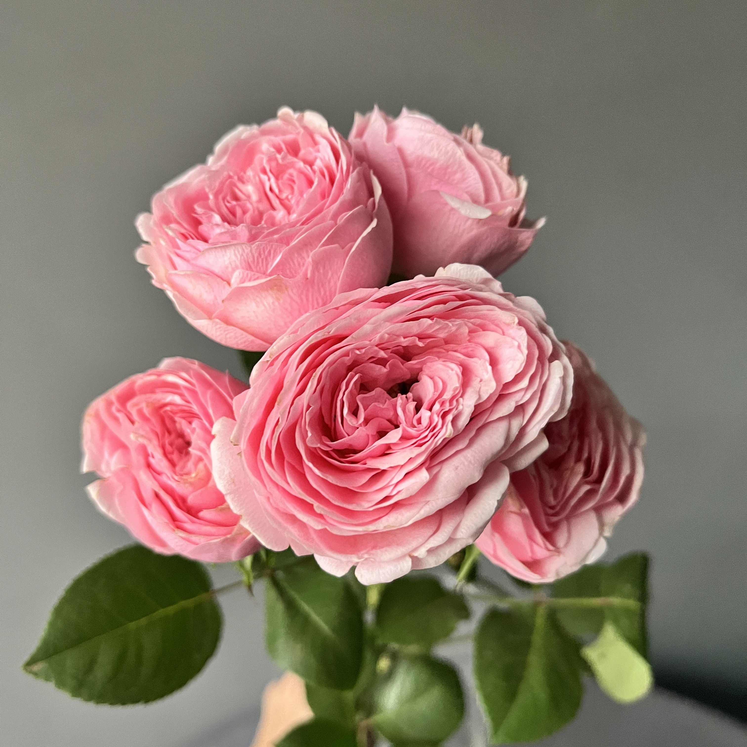 Роза кустовая Мэнсфилд Парк Пинк | Mansfield park pink Spray Rose - "Спутник"