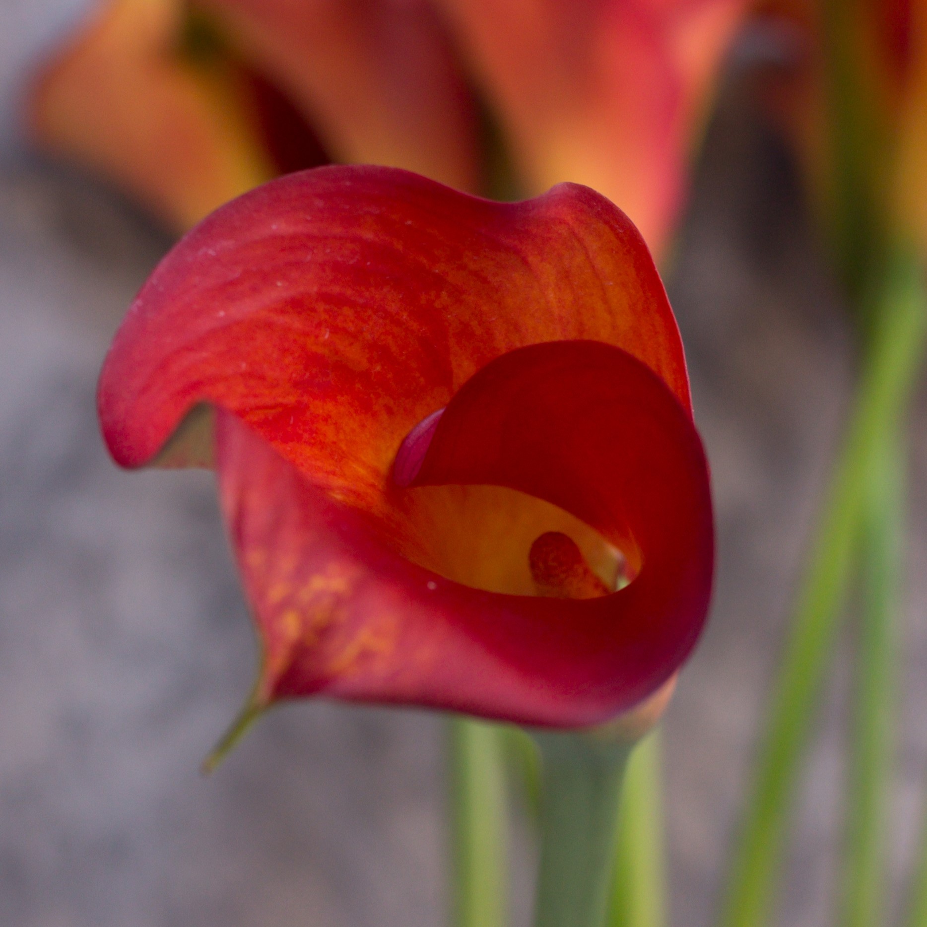Калла Ред Сюрпраиз | Red Sunrise Calla - "Спутник"
