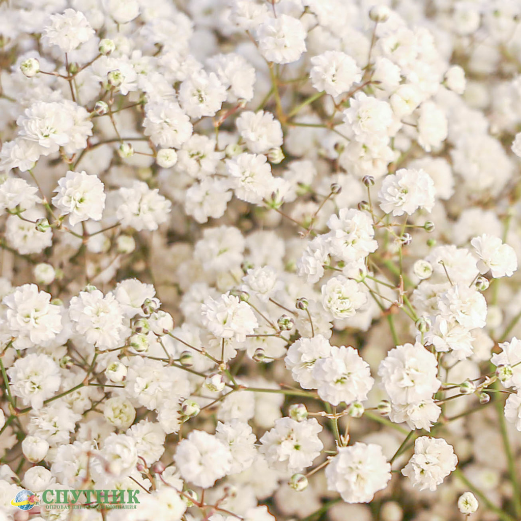 Гипсофила белая | Gypsophila White