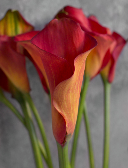 Калла Ред Сюрпраиз | Red Sunrise Calla - "Спутник"