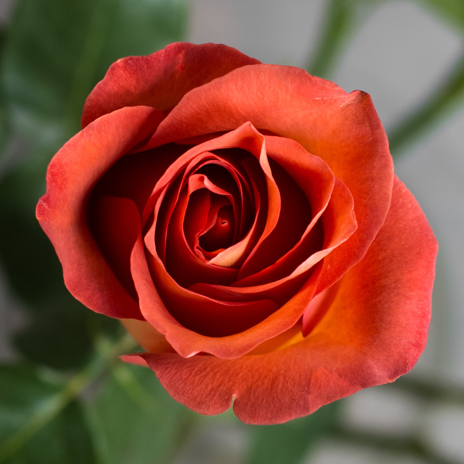 Роза Кофе Брейк | Coffee Break Rose - "Спутник"
