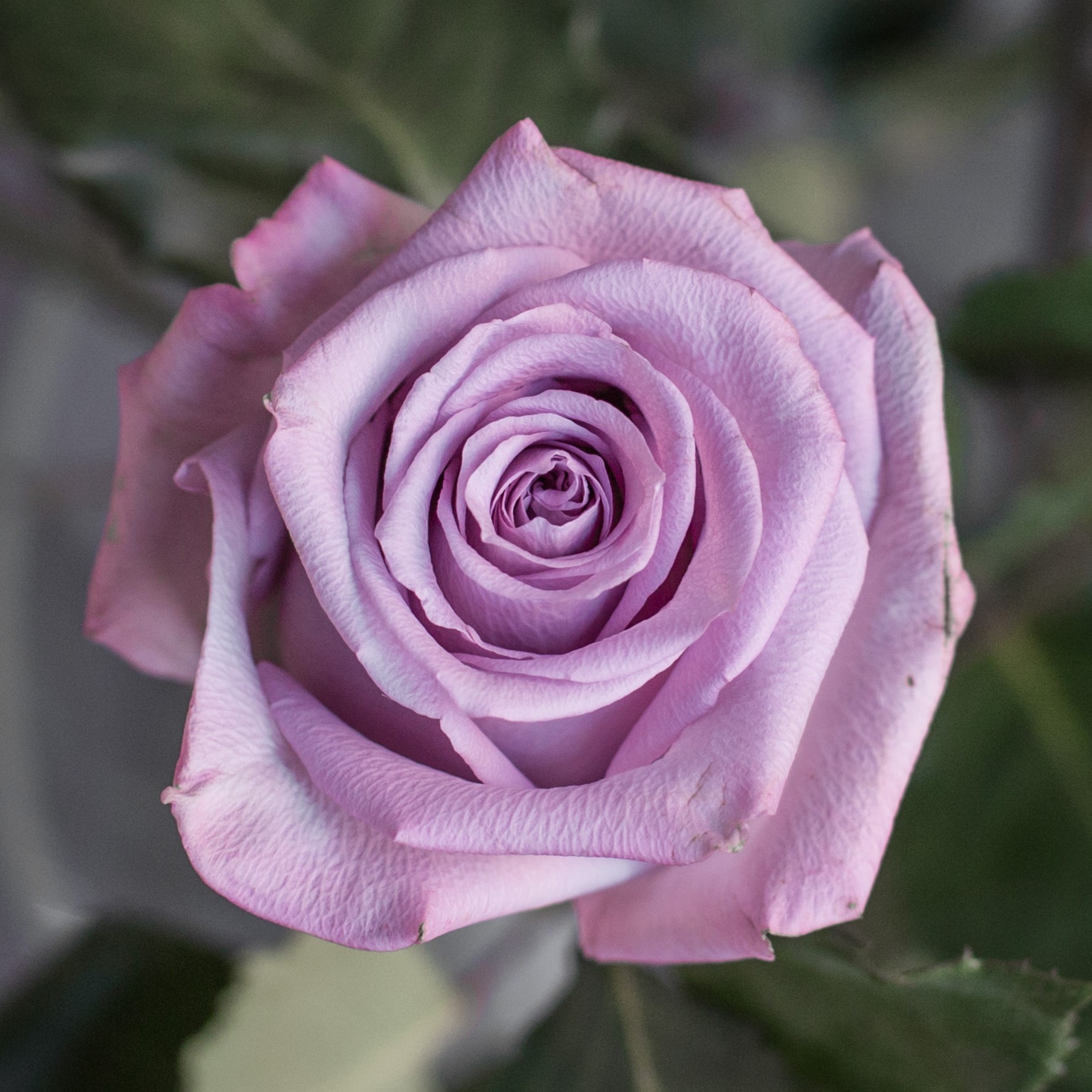 Роза Оушен Сонг | Ocean Song Rose - "Спутник"