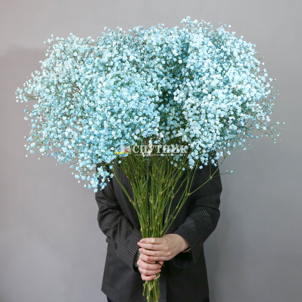 Гипсофила бирюзовая | Gypsophila Turquoise