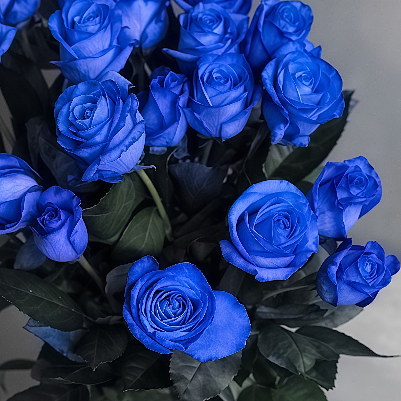 Роза синяя Тинтед Блю | Tinted Blue Rose - "Спутник"