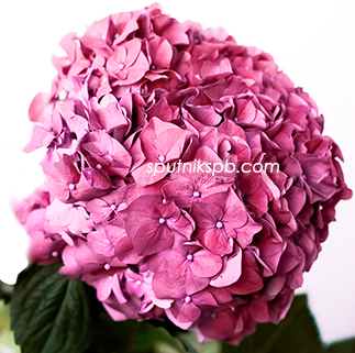 Гортензия Руби Пинк | Hydrangea Ruby Pink