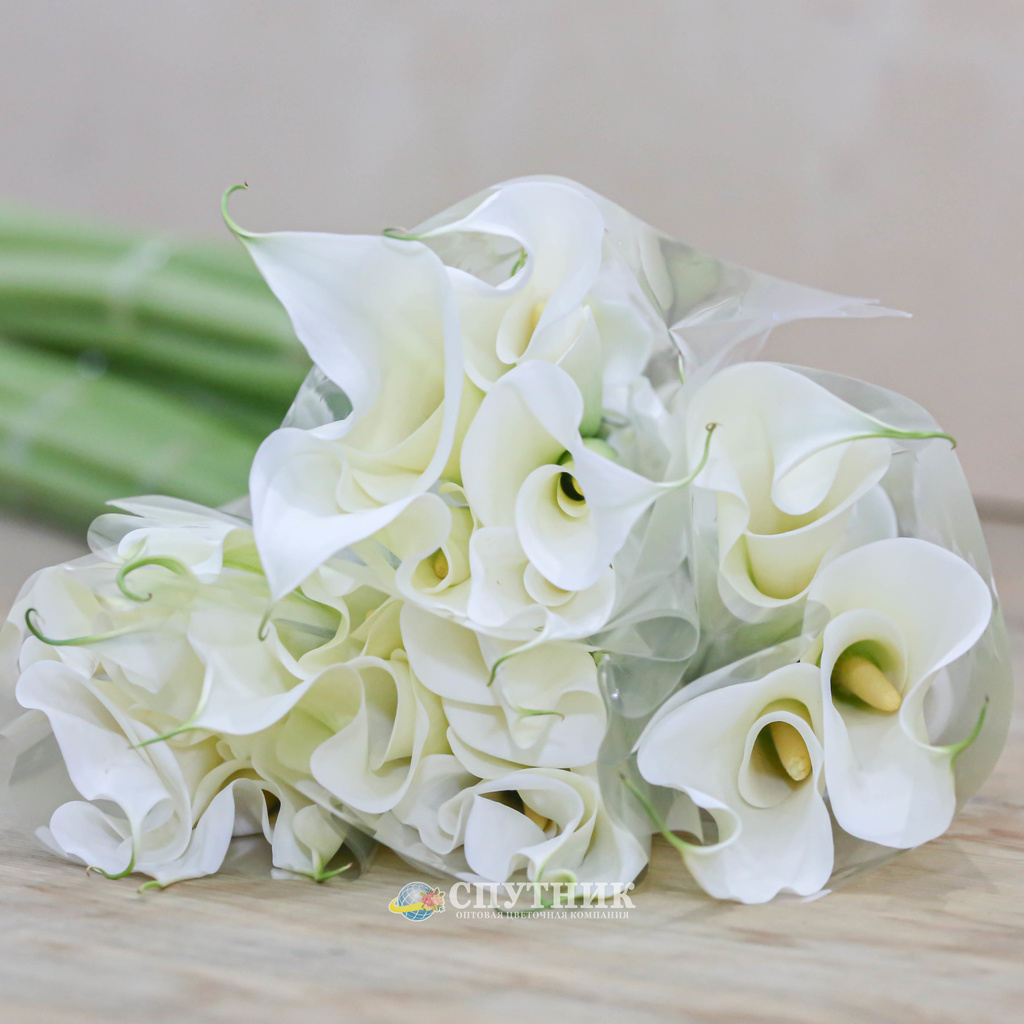 Калла белая | White Calla