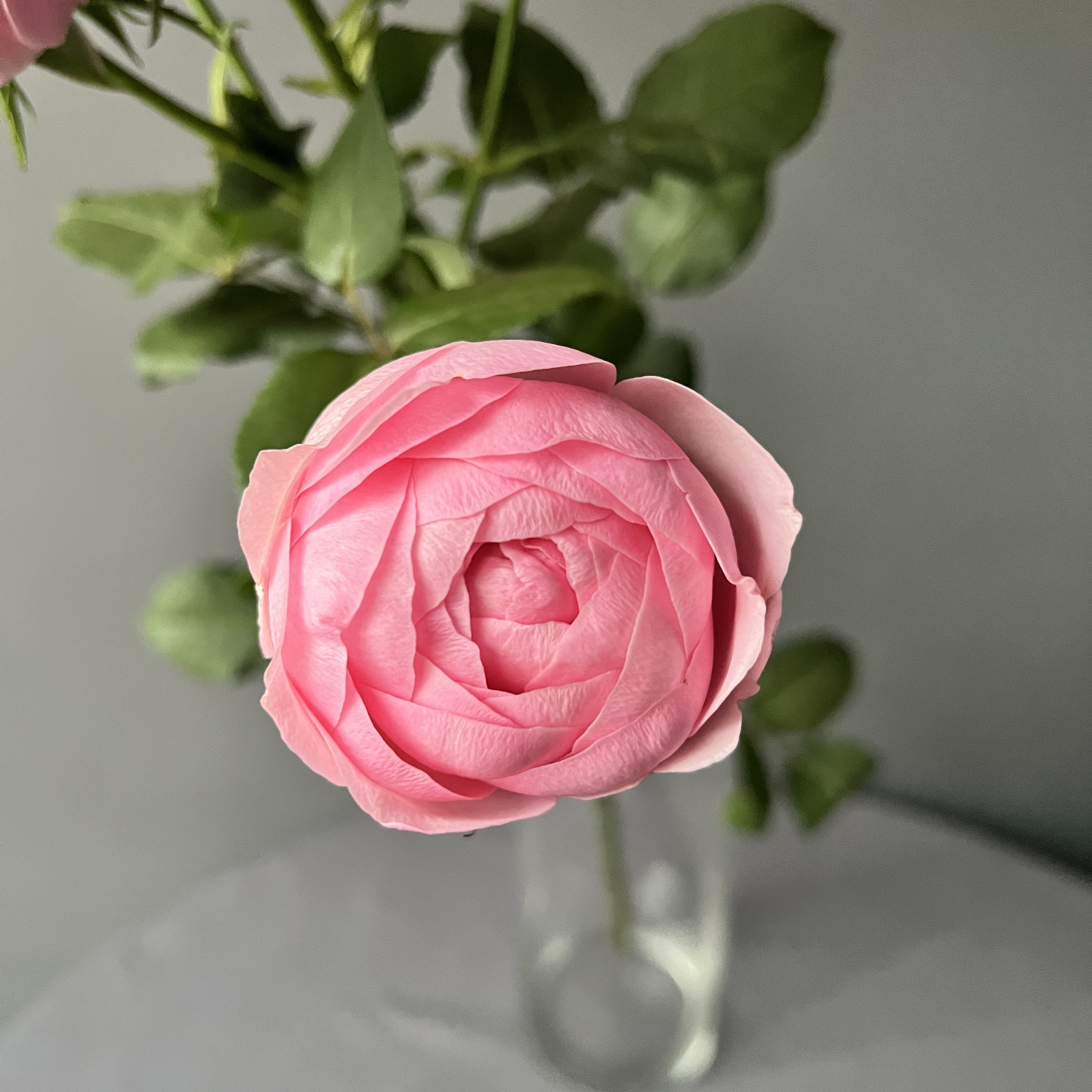 Роза кустовая Мэнсфилд Парк Пинк | Mansfield park pink Spray Rose - "Спутник"