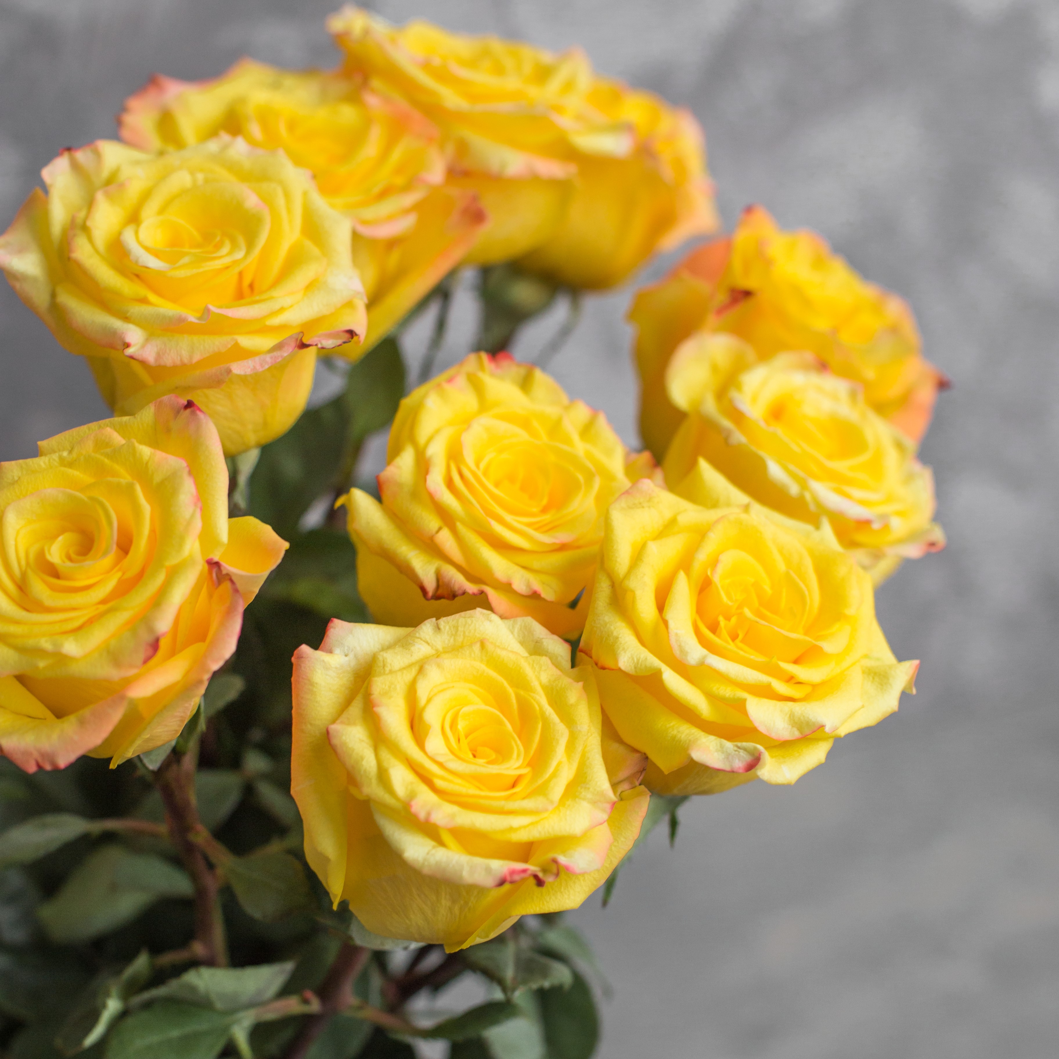 Роза Хай энд Еллоу Флэйм | High & Yellow Flame Rose - "Спутник"