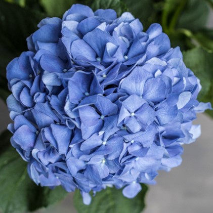 Гортензия Пимпернел Блю | Hydrangea Pimpernel Blue - "Спутник"