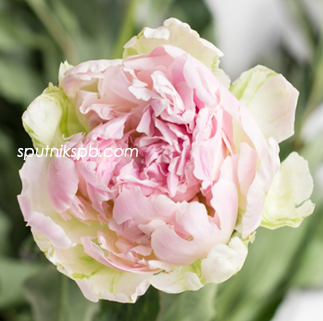 Пион Пинк Джайнт | Pink Giant Paeonia