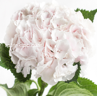 Гортензия Свит Верена | Hydrangea Sweet Verena