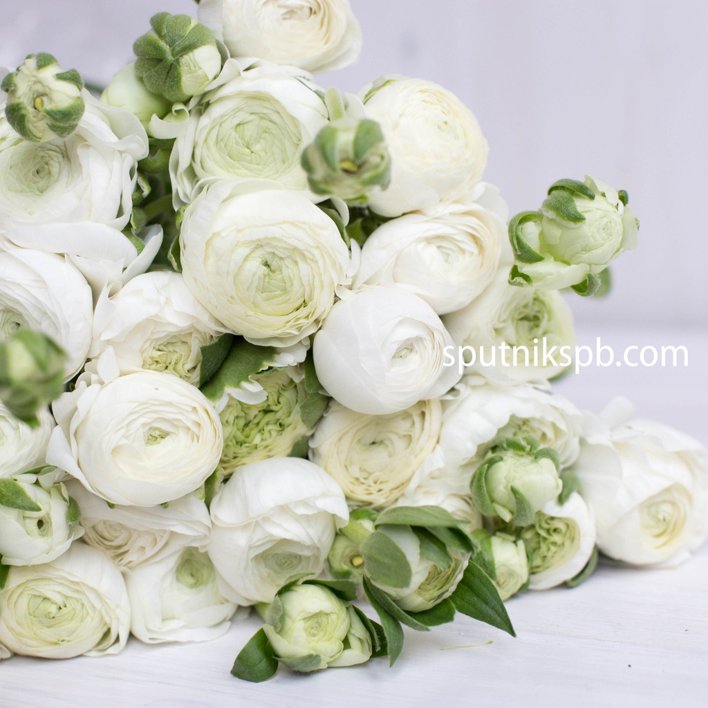 Ранункулюс белый | Ranunculus white