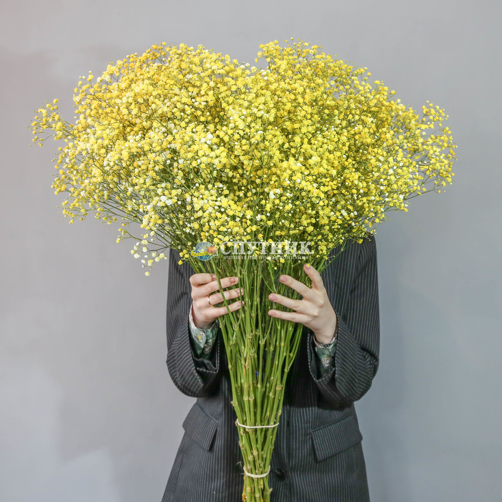 Гипсофила желтая | Gypsophila Yellow