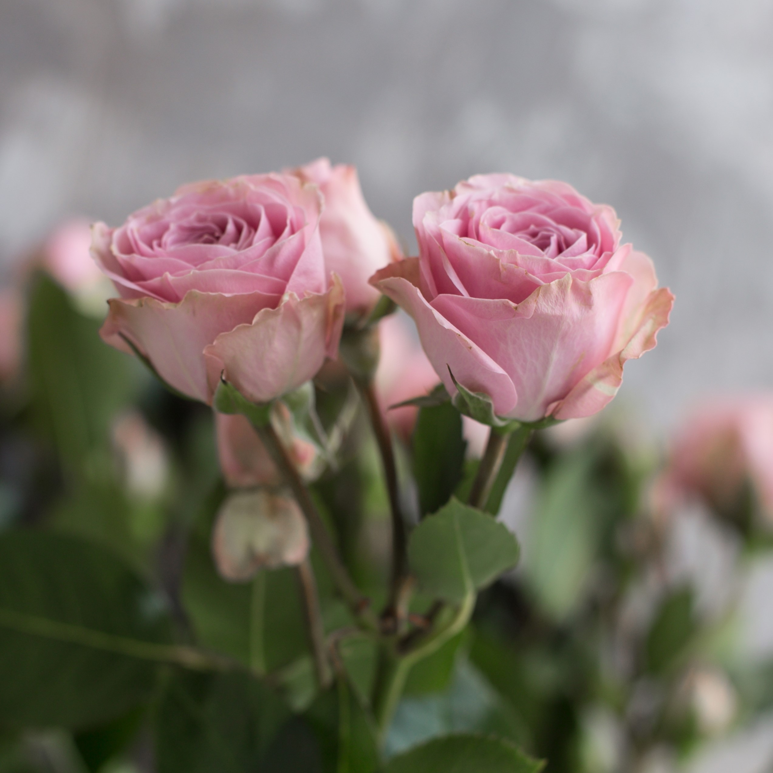 Роза кустовая Пинк Иришка | Pink Irishka Spray Rose - "Спутник"