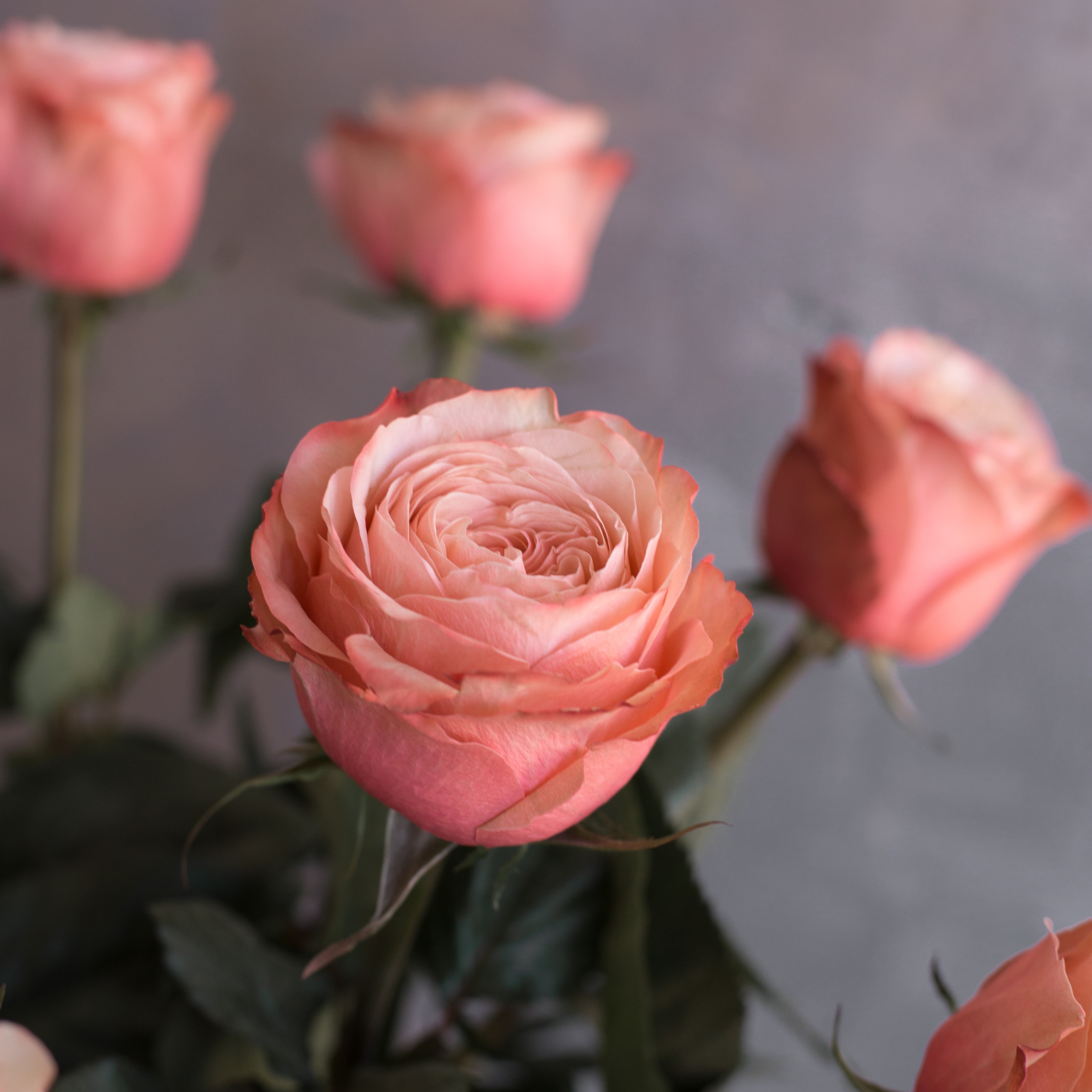 Роза Кахала | Kahala Rose - "Спутник"